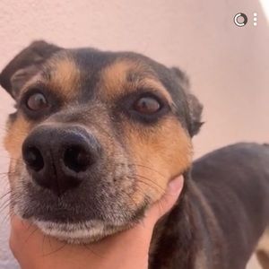 Meet your Posher, Meia